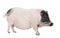 Gottingen minipig in front of a white background