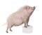 Gottingen minipig in front of a white background