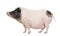 Gottingen minipig in front of a white background