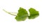 Gotu kola or Centella asiatica leaves isolated on white background