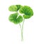 Gotu kola leaf watercolor illustration on white background, heal