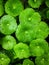 Gotu kola leaves with water drops on Flat lay. Nature concept