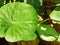 Gotu kola leaves, a wild plant that can be eaten and is used as a medicine for various diseases