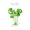 Gotu kola plant vintage style watercolor botanical illustration. Hand drawn Centella asiatica fresh herb detailed image