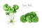 Gotu kola plant vintage style watercolor botanical illustration set. Hand drawn Centella asiatica herb detailed image