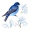 Gouache blue bird and branches. Natural cliparts for art work and wedding design