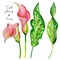 Gouache exotic flower pink Calla presented in two variants and leaves