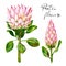 Gouache exotic flower pink Protea presented in two variants