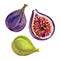 Gouache figs and half of the fig. Hand-drawn clipart for art work and weddind design