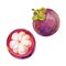 Gouache purple mangosteen fruit. Hand-drawn clipart for art work and weddind design