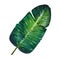 Gouache tropic banana leaf. Hand-drawn clipart for art work and weddind design
