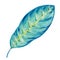 Gouache tropic blue leaf. Hand-drawn clipart for art work and weddind design