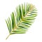 Gouache tropic leaf of Areca palm. Hand-drawn clipart for art work and weddind design.