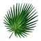 Gouache tropic leaf of cabbage palm. Hand-drawn clipart for art work and weddind design.