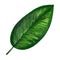 Gouache tropic leaf of dieffenbachia. Hand-drawn clipart for art work and weddind design
