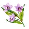 Gouache tropical floral branch with lilac orchids and green leaves