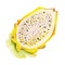 Gouache yellow dragon fruit or pattaya. Hand-drawn clipart for art work and weddind design