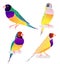 Gould finch. Australian birds. vector illustration