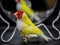 Gould Finch series. Yellow, with a red-head and white breasts, male. In front of a mirror.