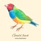 Gould finch vector illustration