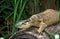 Gould Monitor, varanus gouldi, Adult, Australia