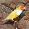 Gould`s finch or the rainbow finch Erythrura gouldiae