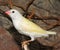 Gould`s finch or the rainbow finch Erythrura gouldiae