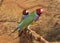 Gould`s finch or the rainbow finch Erythrura gouldiae