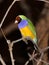 Gouldian finch