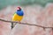 Gouldian Finch