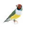 Gouldian Finch