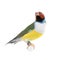 Gouldian Finch