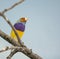 Gouldian Finch