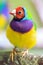 The Gouldian finch