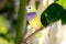 Gouldian finch