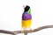 Gouldian finch Bird