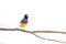 Gouldian finch Bird