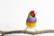 Gouldian finch Bird