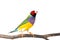 Gouldian finch Bird