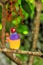 Gouldian Finch bird perched on tree branch, Florida