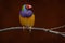 Gouldian finch, Chloebia gouldiae, rainbow bird from north of Australia