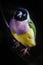 Gouldian Finch colorful bird