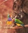 Gouldian Finch colorful bird on tree