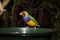 Gouldian Finch eating grains