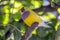 Gouldian finch,Erythrura gouldiae