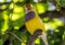 Gouldian finch,Erythrura gouldiae