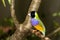 Gouldian Finch (Erythrura gouldiae )