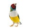 Gouldian Finch, Erythrura gouldiae