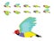 Gouldian Finch Flying Animation Cute Cartoon Vector Illustration