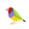 Gouldian finch or Lady Gouldian finch, Gould's finch or the rainbow finch, is a colourful passerine bird that is native